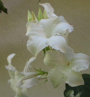 Dipladenia