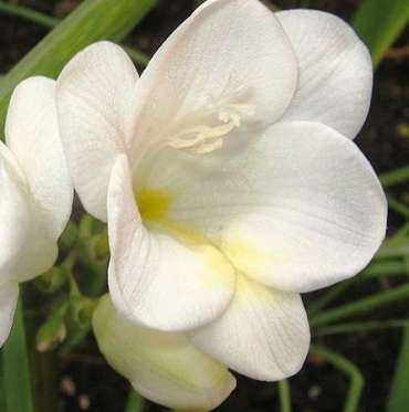 Freesia