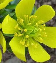 Eranthis