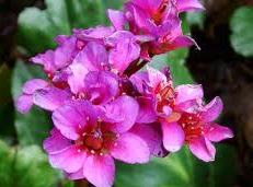 Bergenia