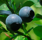 Mirtillo