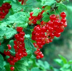 Ribes