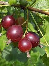Josta o ribes josta