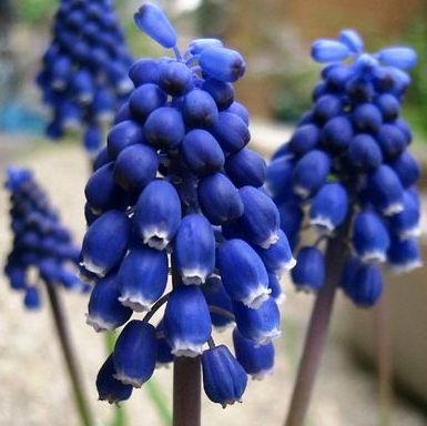 Muscari