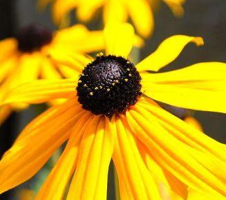Rudbeckia