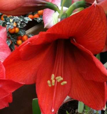 Hippeastrum