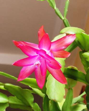 Cactus di Natale