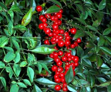 Nandina