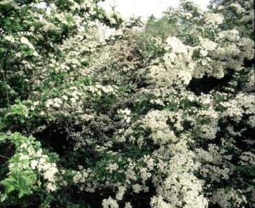 Biancospino