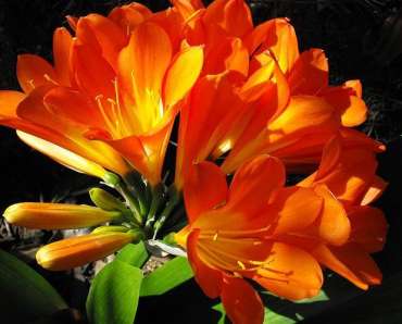 Clivia
