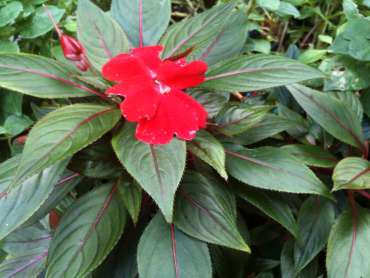 Impatiens