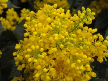 Mahonia