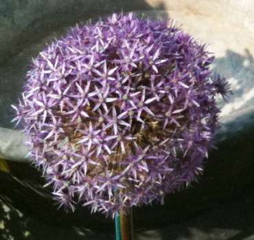 Aglio ornamentale