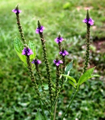 Verbena officinale