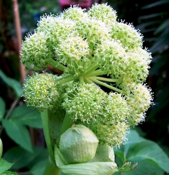 Angelica