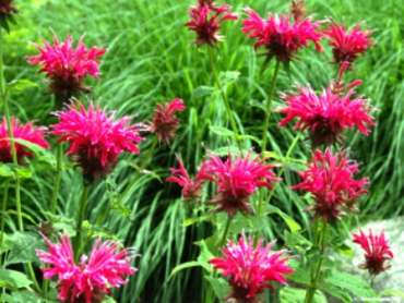 Monarda