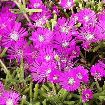 Drosanthemum