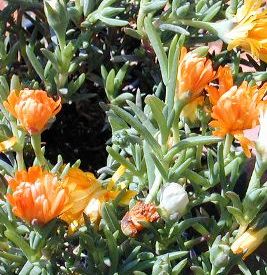 Lapranthus