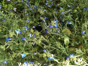 Lobelia
