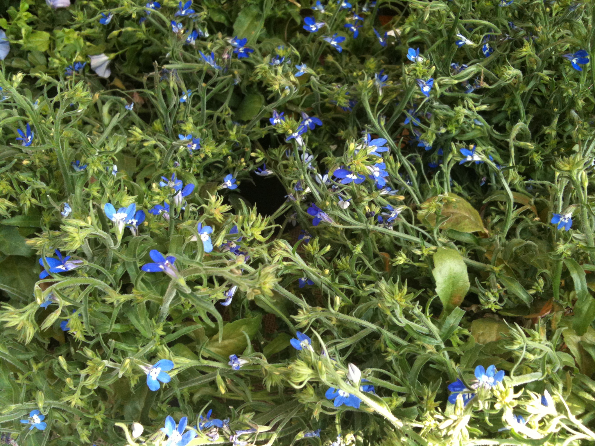 Lobelia