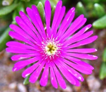 Delosperma