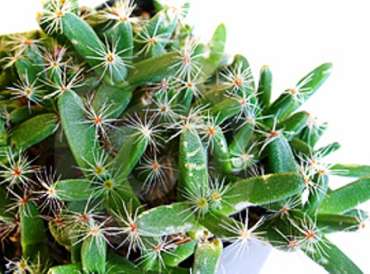Trichodiadema
