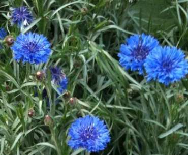 Fiordaliso