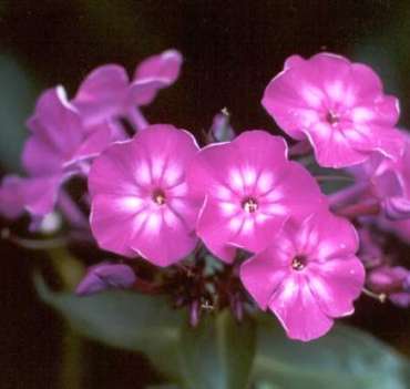 Phlox