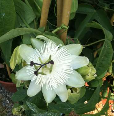 Passiflora