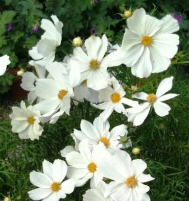 Cosmos