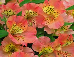 Alstroemeria