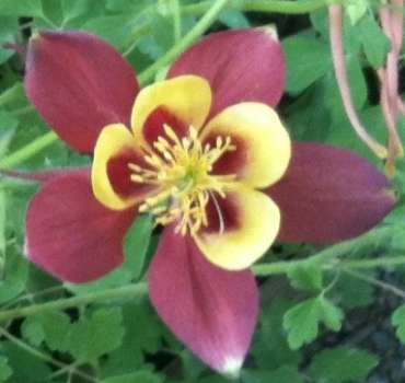 Aquilegia