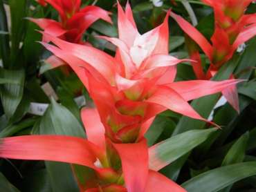 Guzmania