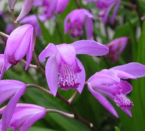 Bletilla