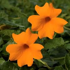 Tunbergia