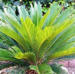 Cycas