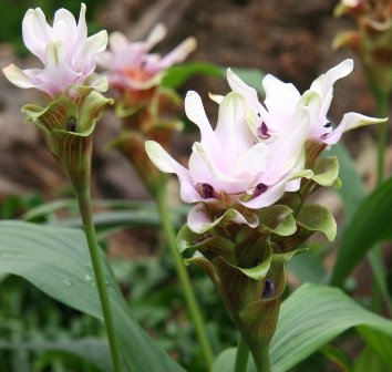 Curcuma ornamentale