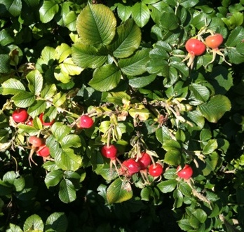 Rosa rugosa