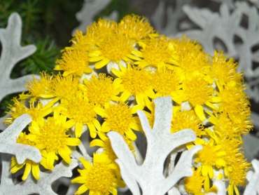 Cineraria maritima