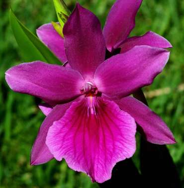 Miltonia
