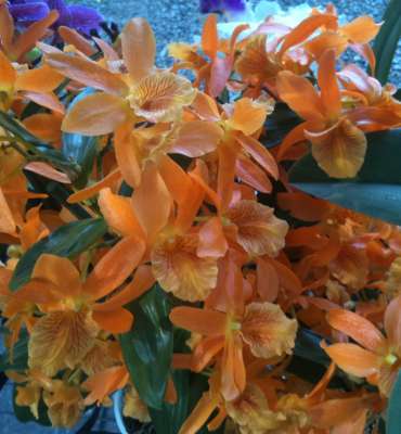 Cymbidium