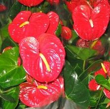 Anthurium
