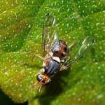 Mosca dell’olivo