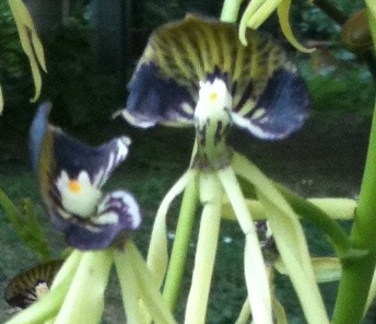 Oncidium
