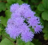 Agerati