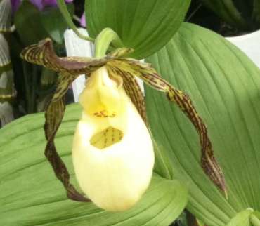 CYPRIPEDIUM
