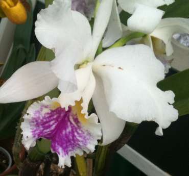 CATTLEYA