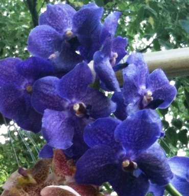 Vanda