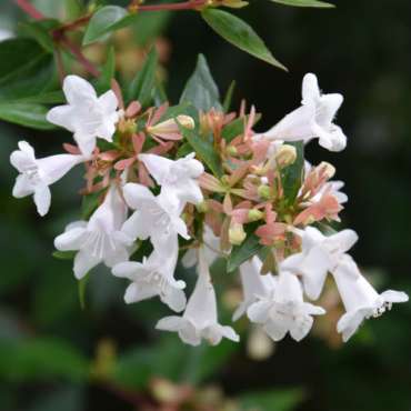 Abelia