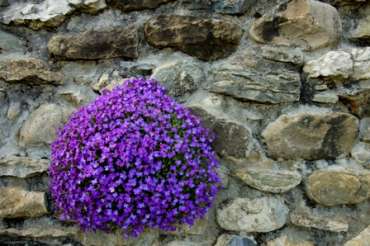Aubretia